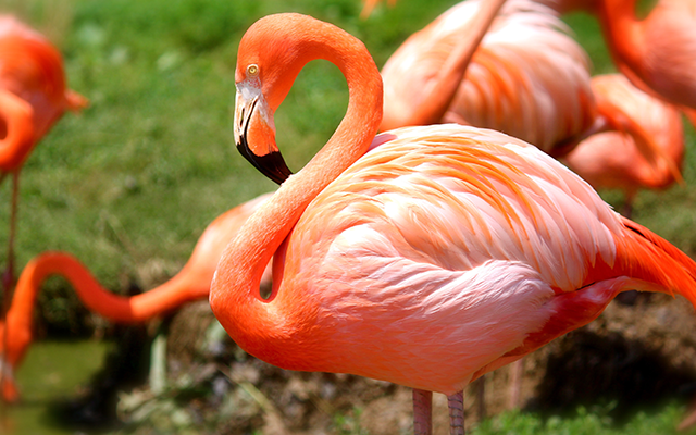Na sliki je živahno rožnat flamingo, ki stoji v travnatem okolju ob vodi obdan z drugimi flamingi v ozadju.