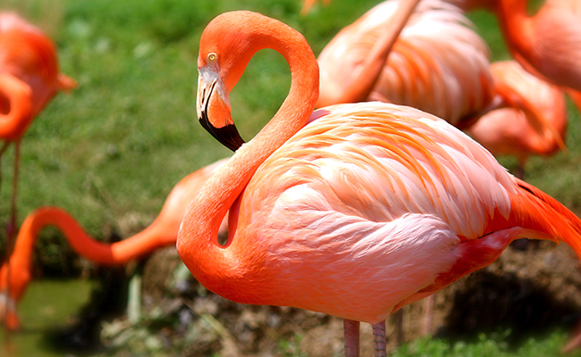 Na sliki je živahno rožnat flamingo, ki stoji v travnatem okolju ob vodi obdan z drugimi flamingi v ozadju.