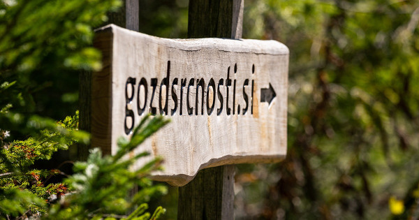 Lesena usmerjevalna tabla s spletnim naslovom "gozdsrčnosti.si" in puščico kaže pot skozi gozdno okolje.